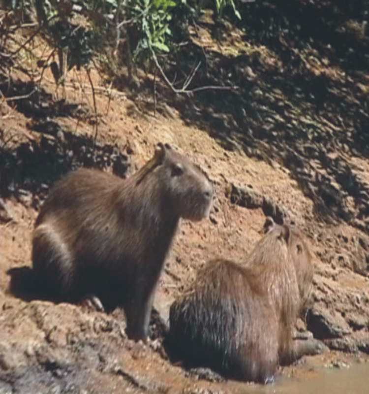 Capybara