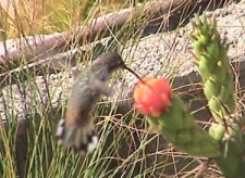 hummingbird of the highlands