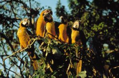 Macaws