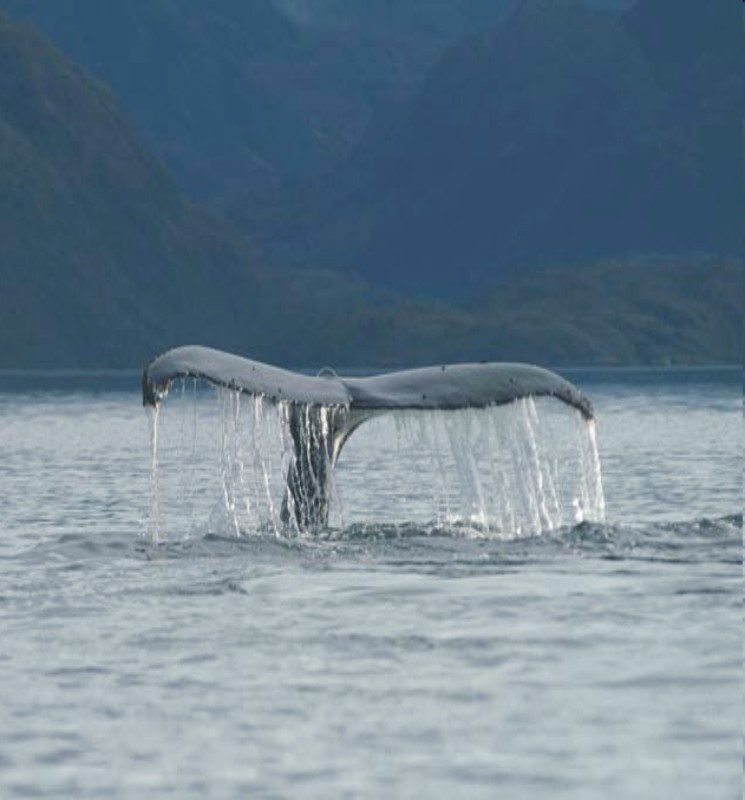 Whale's tail