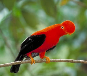 cock-of-the-rock