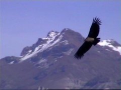 condor soaring above the Colca Canyon