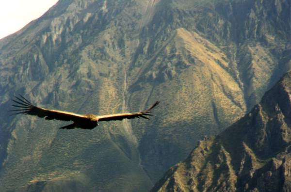 Condor soaring above the Colca canyon