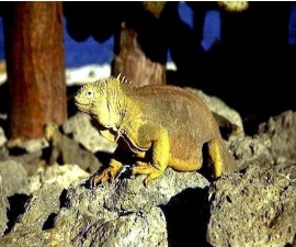 Land Iguana