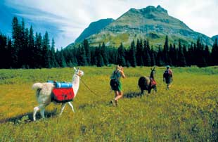 Llama trekking in the Cordilleras