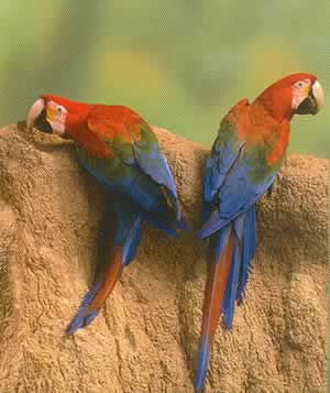 Macaws