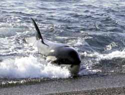 Valdes Orca