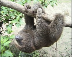 Sloth