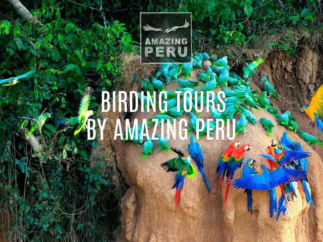 Banner manu Birding Banner Manu Birding