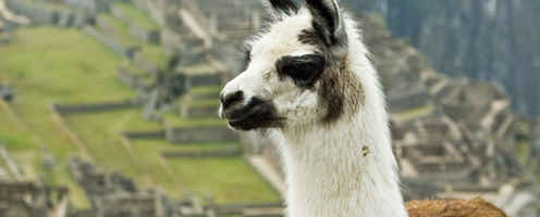 Escorted Fixed departure Tours - Llama trek