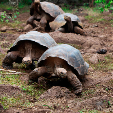 Machu Picchu & Land Based Galapagos Tour Machu Picchu & Land Based Galapagos Tour