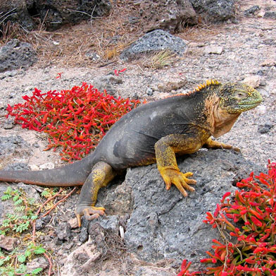 Adventure Peru & Galapagos Tour Adventure Peru & Galapagos Tour