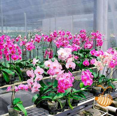 Orchid Appreciation Tour of Peru Orchid Appreciation Tour of Peru