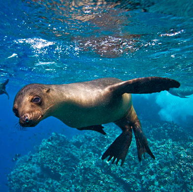 The Private Collection 10 day Galapagos Islands & All-Private The Private Collection 10 day Galapagos Islands & All-Private