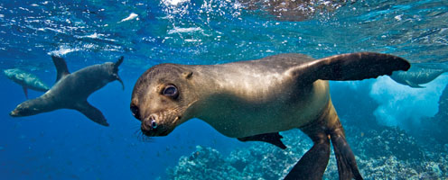 The Private Collection 10 day Galapagos Islands & All-Private