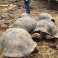 2025 Christmas Peru and Galapagos Tour 2025 Christmas Peru and Galapagos Tour