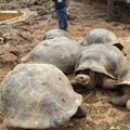 2024 Christmas Peru and Galapagos Tour