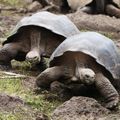 Machu Picchu & Land Based Galapagos Tour