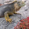 Adventure Peru & Galapagos Tour