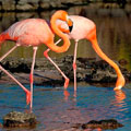Christmas in Galapagos 2025 - 4 day cruise on the Millenium Yacht