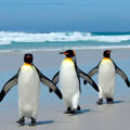 Christmas in Galapagos 2025 - 5 day cruise on the Millenium Yacht