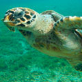 Christmas in Galapagos 2025 - 8 day cruise on the Galaxy Yacht
