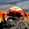 Galapagos Land Tours