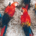 Jungle Tours Jungle Tours
