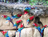 Jungle Peru Tours