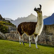 2025 Peru Wildlife & Galapagos tour 2025 Peru Wildlife & Galapagos tour