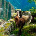 The Essential Peru & Bolivia Experience The Essential Peru & Bolivia Experience