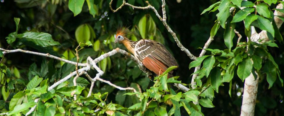 Tambopata Candamo