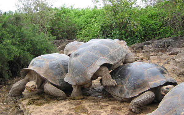 Machu Picchu & Land Based Galapagos Tour