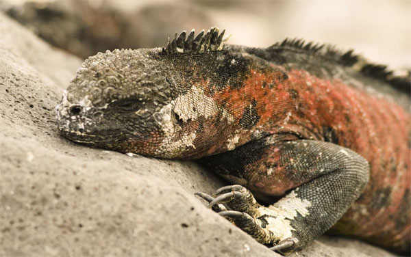 Adventure Peru & Galapagos Tour