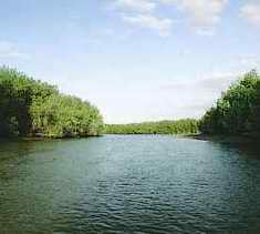 Mangroves of Tumbes
