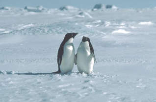 Classic Antarctica - Adelie Penguin - Amazing Antarctica