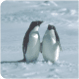 Antarctica Tours - Luxury Tour Classic Antarctica - Amazing Antarctica