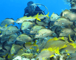 Bonaire - Amazing Caribbean