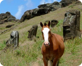 eastern island horse riding