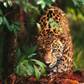 Jaguar - Amazon - Luxury Peru Tour 6