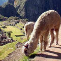 Machupicchu Cusco - Luxury Peru Tour 6