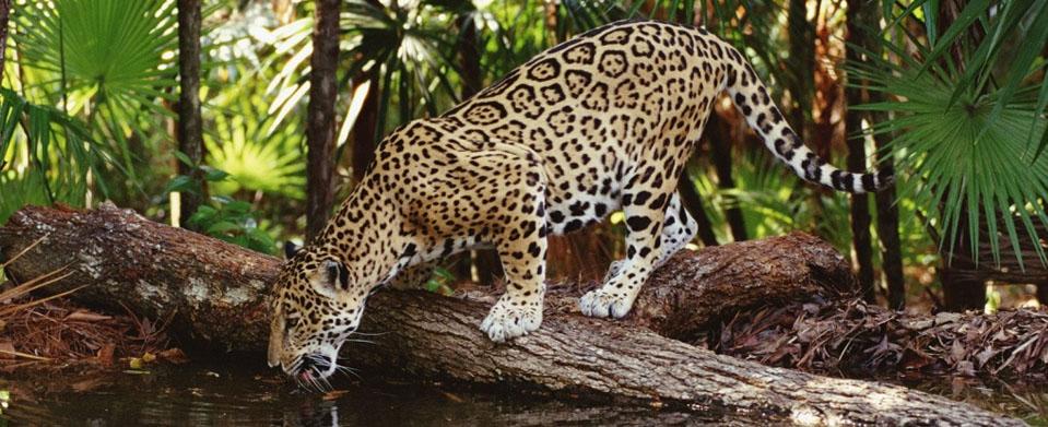 Tour Exclusivo y Viaje Unico: Aventura & Naturaleza de Lujo en el Perú