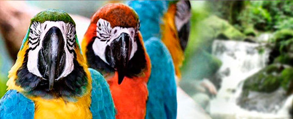 Peru, A Paradise for Bird Watching