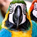 Peru, A Paradise for Bird Watching Peru, A Paradise for Bird Watching