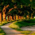 The 5 best Peruvian Forests The 5 best Peruvian Forests
