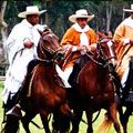 The Peruvian Paso Horse