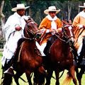 The Peruvian Paso Horse The Peruvian Paso Horse
