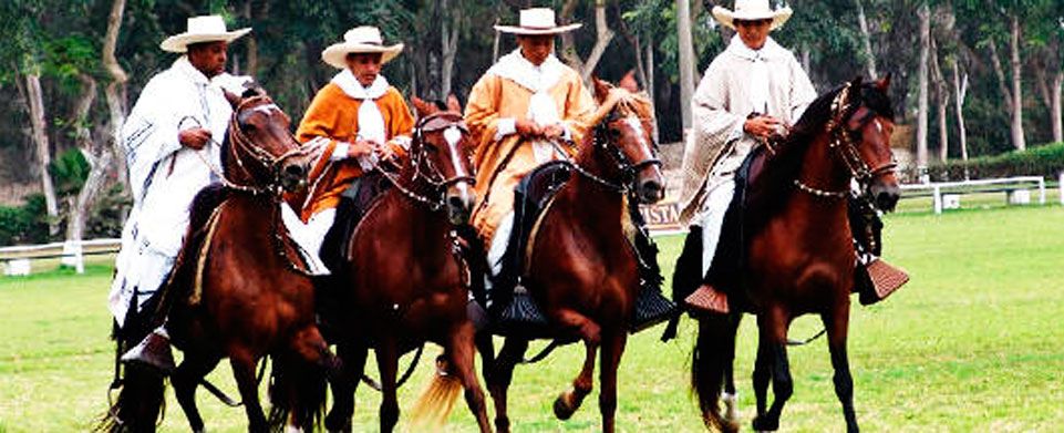 The Peruvian Paso Horse