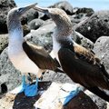Christmas in Galapagos 2015 - 5 day cruise on the Millenium Yacht