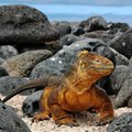 Galapagos 4 days cruise